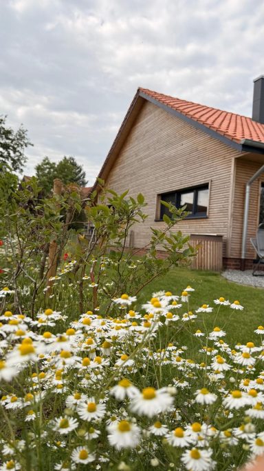 Ein Haus mit rotem Dach, umgeben von blühenden Margeriten und grünem Garten.